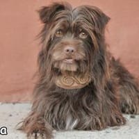 SIENNA, Hündin zur Adoption
