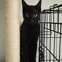 Apollo sucht DICH!, Kater zur Adoption