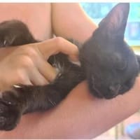 Pan & Persus suchen DICH!, Kater zur Adoption