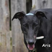 ARIS, Hündin zur Adoption
