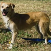 Lotte - schüchtern, verträglich - in DE, Hündin zur Adoption