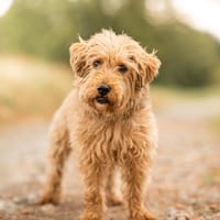 Sami - kleiner Charakterkopf, Hund zur Adoption