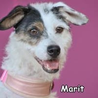 MARIT, Hündin zur Adoption