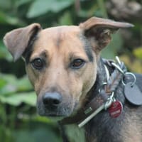 Gino - liebevoll & verschmust, Hund zur Adoption