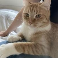 Chopper sucht ein liebevolles Zuhause, Kater zur Adoption