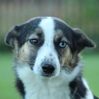 Fiete sucht seine Lieblingsmenschen..., Hund zur Adoption