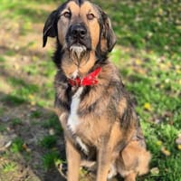 Asmodan Bertram von Barthausen, Hund zur Adoption