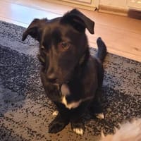 Hundekind braucht liebevolle Familie, Hündin zur Adoption