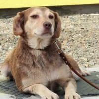 Rika wünscht sich ein warmes Körbchen.., Hündin zur Adoption