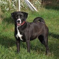 Bella - Mama sucht Für-Immer-Körbchen, Hündin zur Adoption