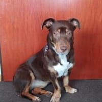 Gweny in 29378, Hündin zur Adoption