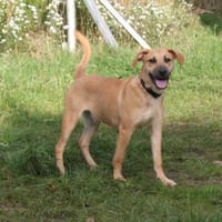 Bailey - kleiner Mann auf Familiensuche, Hund zur Adoption