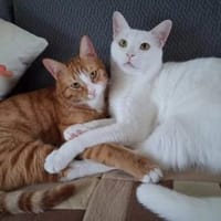 Zwei unzertrennliche Brüder, Kater zur Adoption