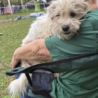 Tim - verschmust und kinderlieb - in DE, Hund zur Adoption