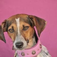BAILA, Hündin zur Adoption