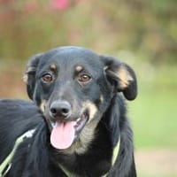 Alegrio sucht sein neues zu Hause ...., Hund zur Adoption