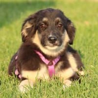 Kardina sucht liebevolle Familie...., Hündin zur Adoption