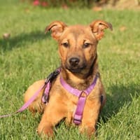 Alrina ein Traum von Hündin..., Hündin zur Adoption