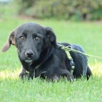 Bailando sucht sein Glück ..., Hund zur Adoption
