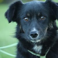 Lenni möchte sein Herz verschenken..., Hund zur Adoption