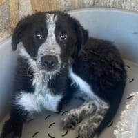 KOUKI - herziges Notfellchen sucht Liebe, Hund zur Adoption