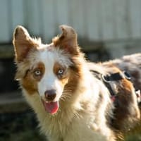 Veggie, Hündin zur Adoption