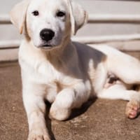 Schmusebub♥Lorenz♥in 27321 Thedinghausen, Hund zur Adoption