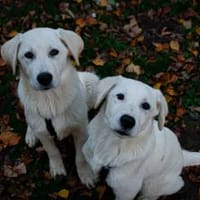 Sanfter ♥Taavi♥ in 27321 Thedinghausen, Hund zur Adoption