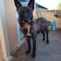 Reina eine ruhige, junge Schönheit, Hündin zur Adoption