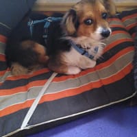 Martin, möchte neu anfangen, Hund zur Adoption