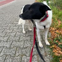 ausgeglichene Dulce sucht ihr Glück, Hündin zur Adoption