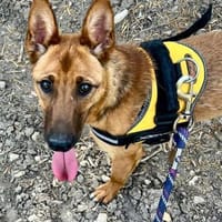 Stella liebt die Menschen so sehr...., Hündin zur Adoption