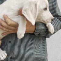 Zoran 42 cm (Okt 25) Pflegestelle, Hund zur Adoption