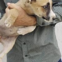 Zeus 34 cm (Sep 25) Pflegestelle, Hund zur Adoption