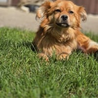 Mojo, super lieber, kleiner Rüde, Hund zur Adoption