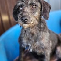 🐾 Mado sucht sein Zuhause! 🐾, Hund zur Adoption