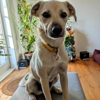 Keka, fröhliche Familienhündin sucht, Hündin zur Adoption