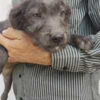 Zuri 31 cm (Sep 25) Pflegestelle, Hündin zur Adoption