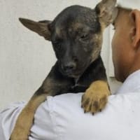 Philine 38 cm (Okt 25) Pflegestelle, Hündin zur Adoption