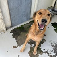 NALA, chienne à adopter