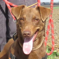 BILLY, chien à adopter