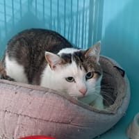 ESKIMO, chat à adopter
