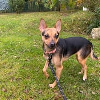 NALA PAA23078, chienne à adopter