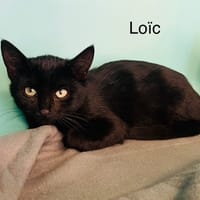 Loic, chat à adopter