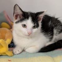 AGATHE, chatte à adopter