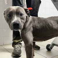 Usher, chien à adopter