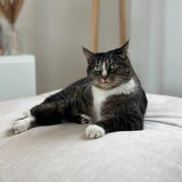 JOY, chat à adopter