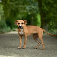 Hella, chienne à adopter