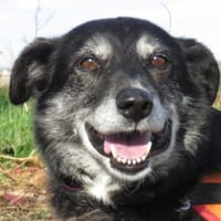 MYRA, chienne à adopter