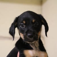 ROSA HAA24599, chienne à adopter